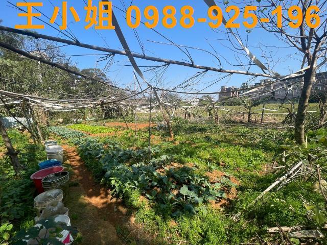 桃園中壢農地-7