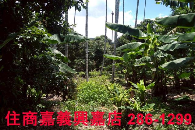 嘉義番路農地-7