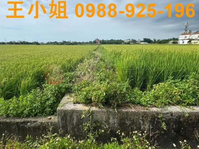 新屋農地-7