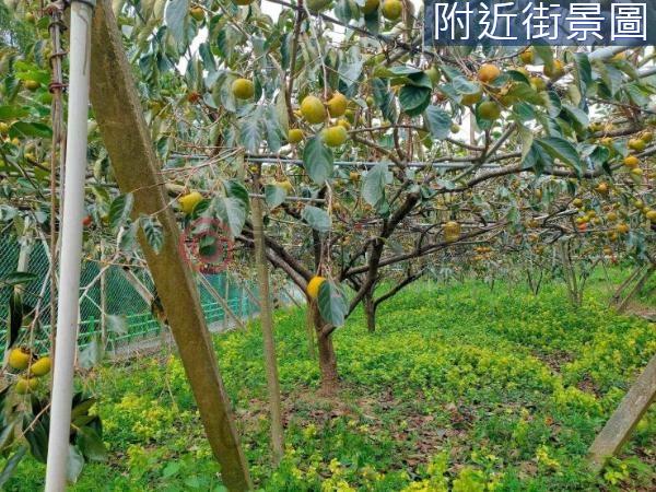 新竹新埔農地-4
