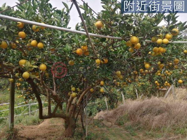 新竹新埔農地-5