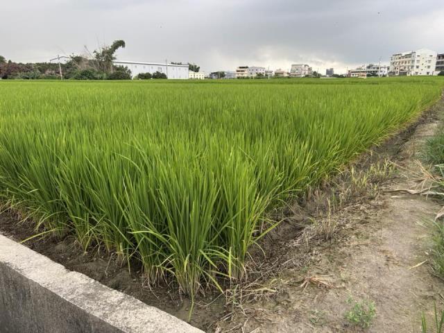 台中大雅農地-1