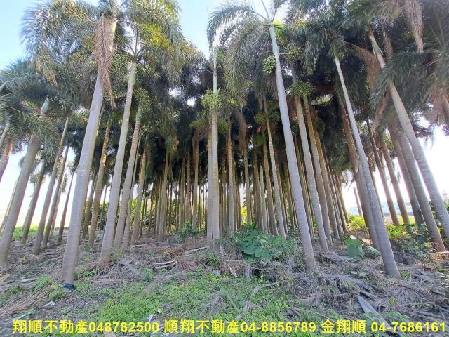 彰化溪州農地-8