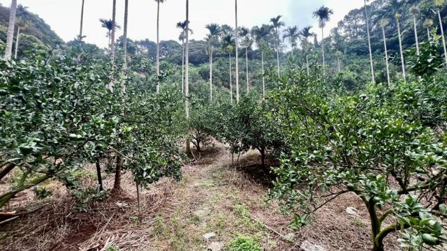 新竹關西農地-15
