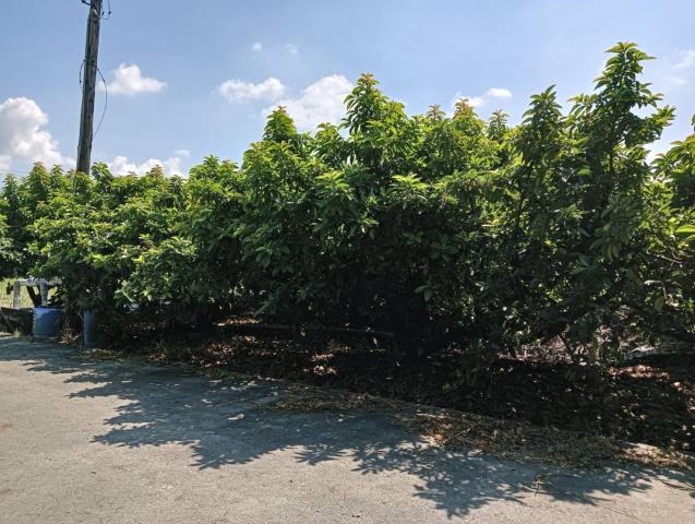 彰化田中農地-1
