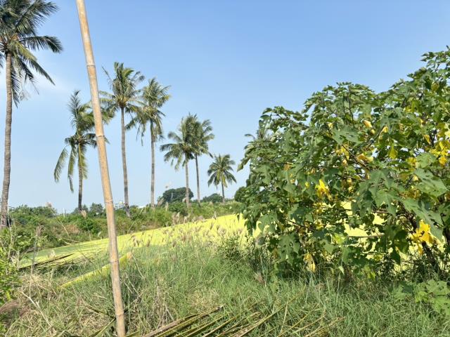 高雄彌陀農地-2