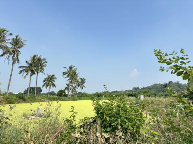 高雄彌陀農地-5