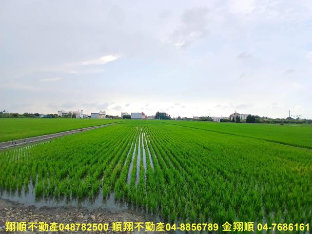 埔心農地-1
