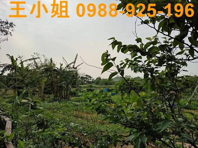 新屋農地-10