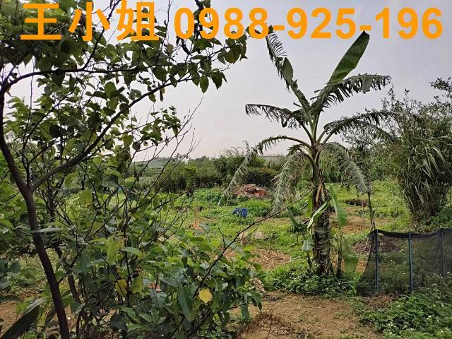 新屋農地-11