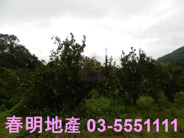 新竹農地-13