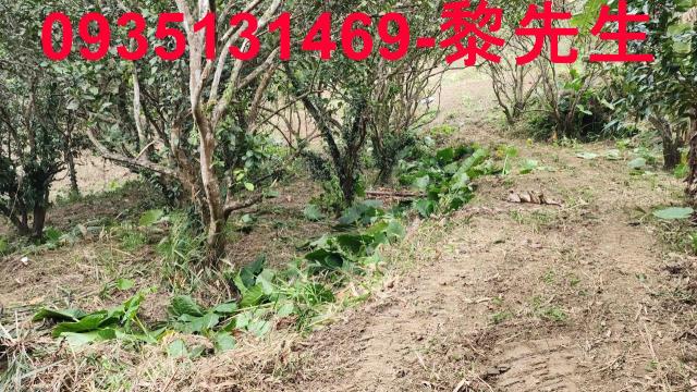 新竹竹東農地-14