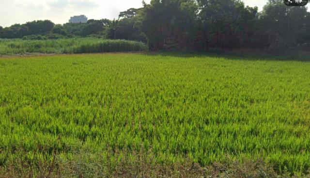 中壢農地-3