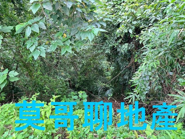太平山坡地-9