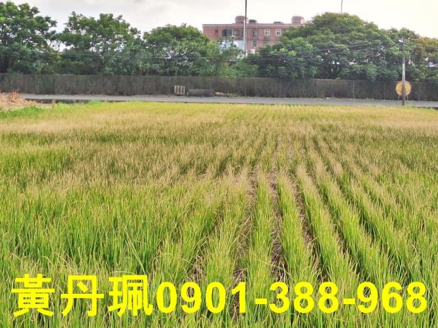 蘆竹農地-3