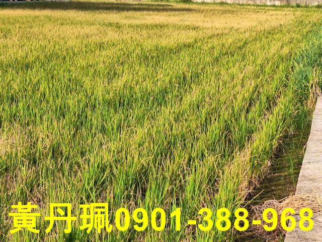 蘆竹農地-4