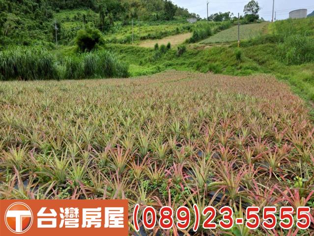 延平農地-7