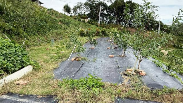 新竹寶山農地-8