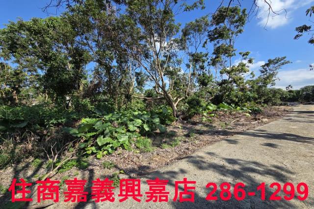 嘉義水上農地-5