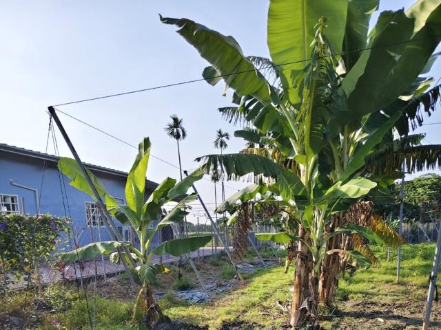 鹽埔農地-2