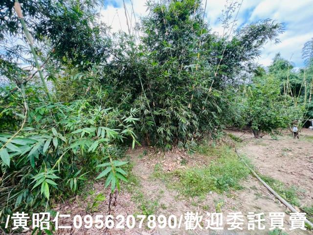 台南農地-9