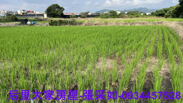 目前種植農作物~2