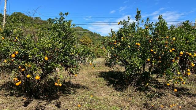 苗栗頭份農地-11