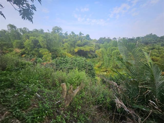 高雄大樹農地-10