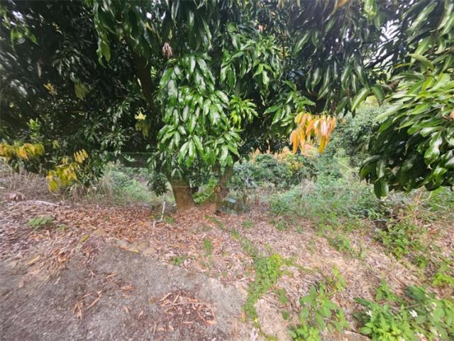 高雄大樹農地-12