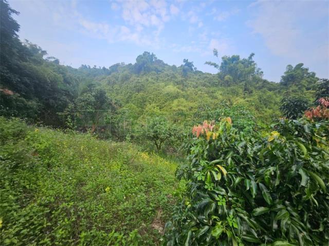 高雄大樹農地-11