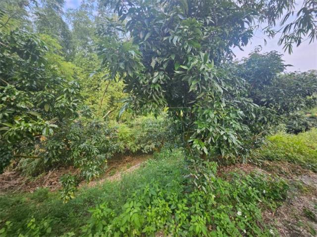 高雄大樹農地-6