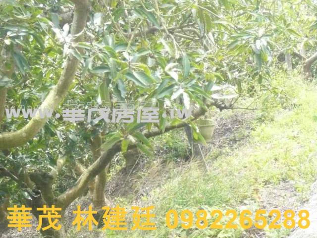 台南玉井農地法拍-2