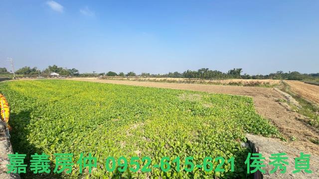 西區農地-5