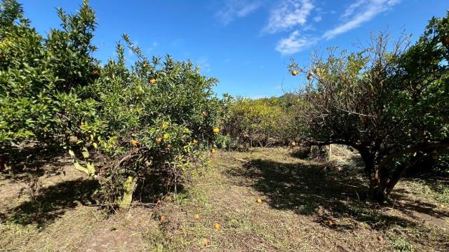 苗栗頭份農地-11