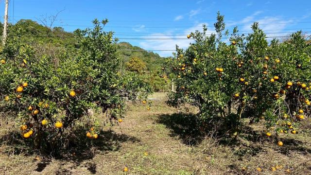 苗栗頭份農地-8