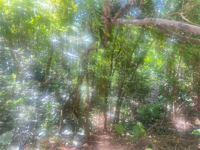 高雄內門農地-5