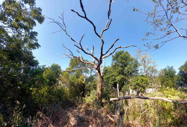 新竹新埔農地-13