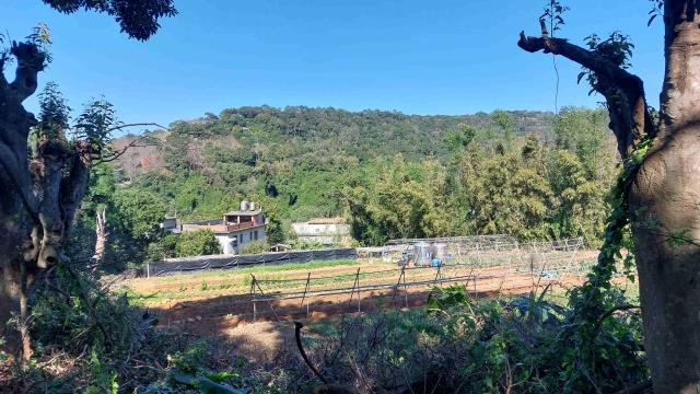 新竹新埔農地-5