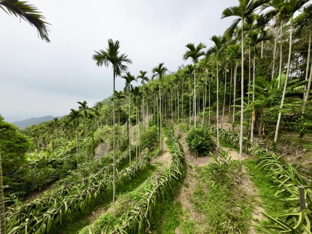 南投草屯農地-5