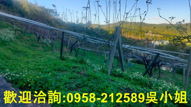 新竹新埔山坡地-1