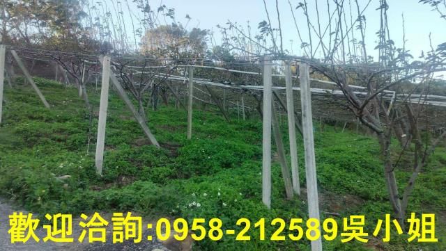 新竹新埔山坡地-2