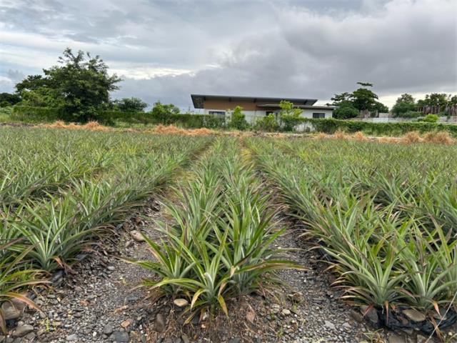 屏東農地-9