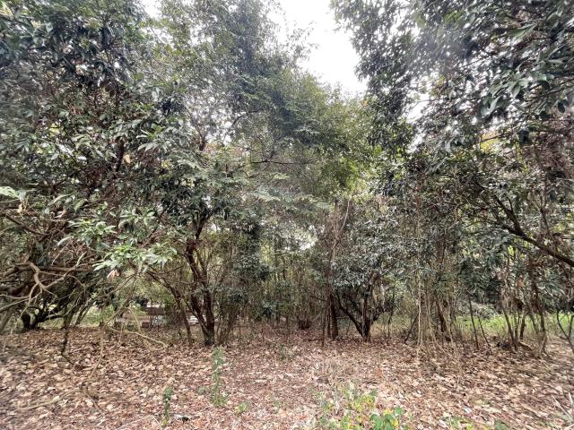 南投南投市農地-5