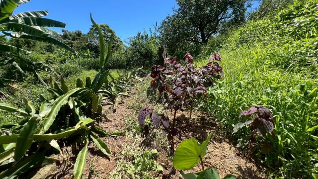 新竹峨眉農地-12