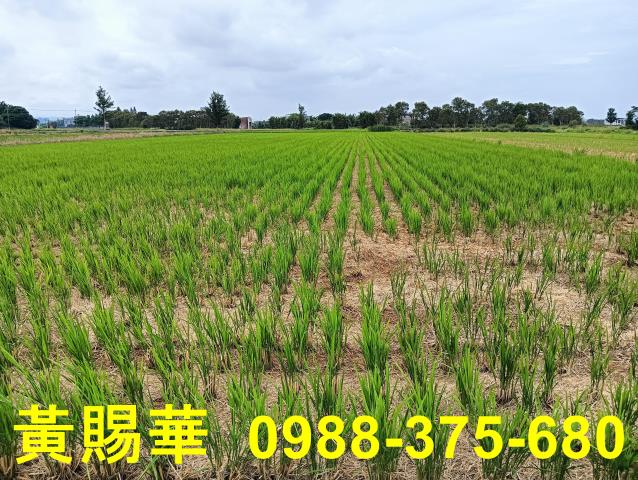 桃園新屋農地-6