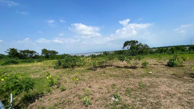 高雄旗山農地-4