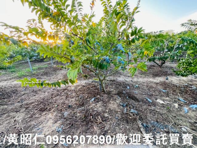 台南農地-4