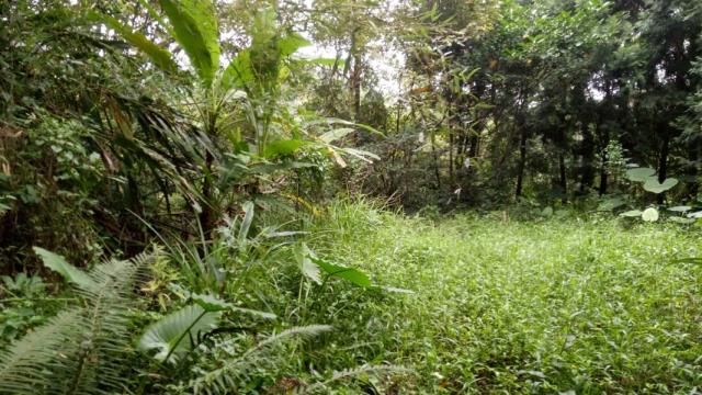 南投鹿谷山坡地-4