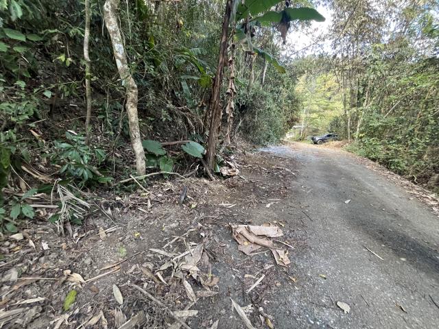 南投鹿谷山坡地-7