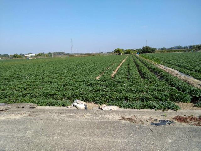 台南新化農地-2